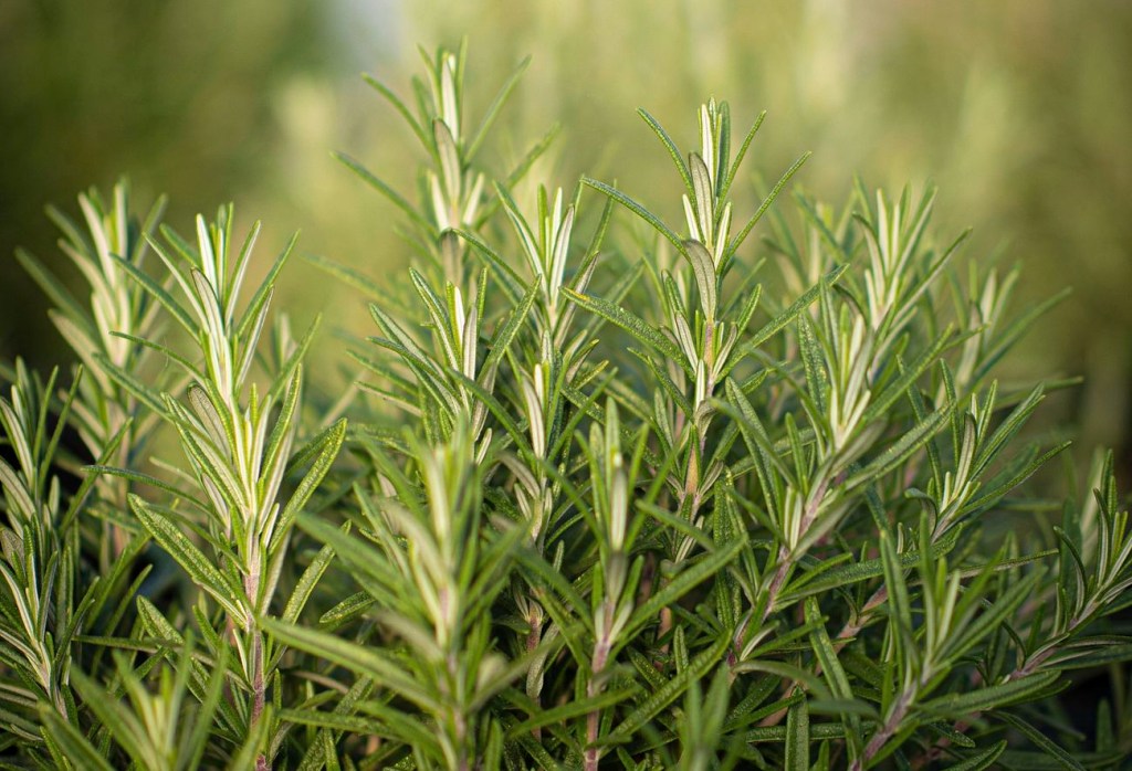 Alecrim: os benefícios do óleo essencial dessa planta milenar
